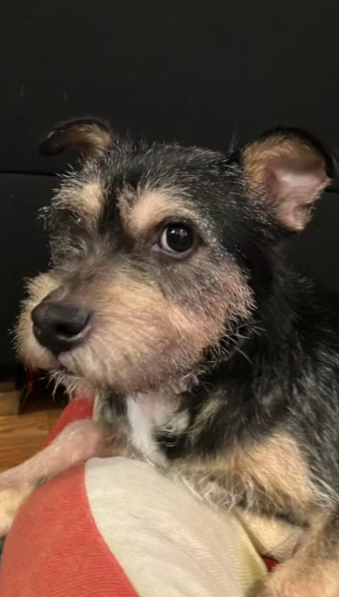 Rufus is very sweet
